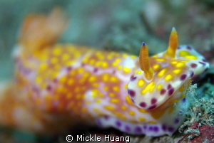DORID NUDIBRANCH
Northeast Coast Taiwan by Mickle Huang 